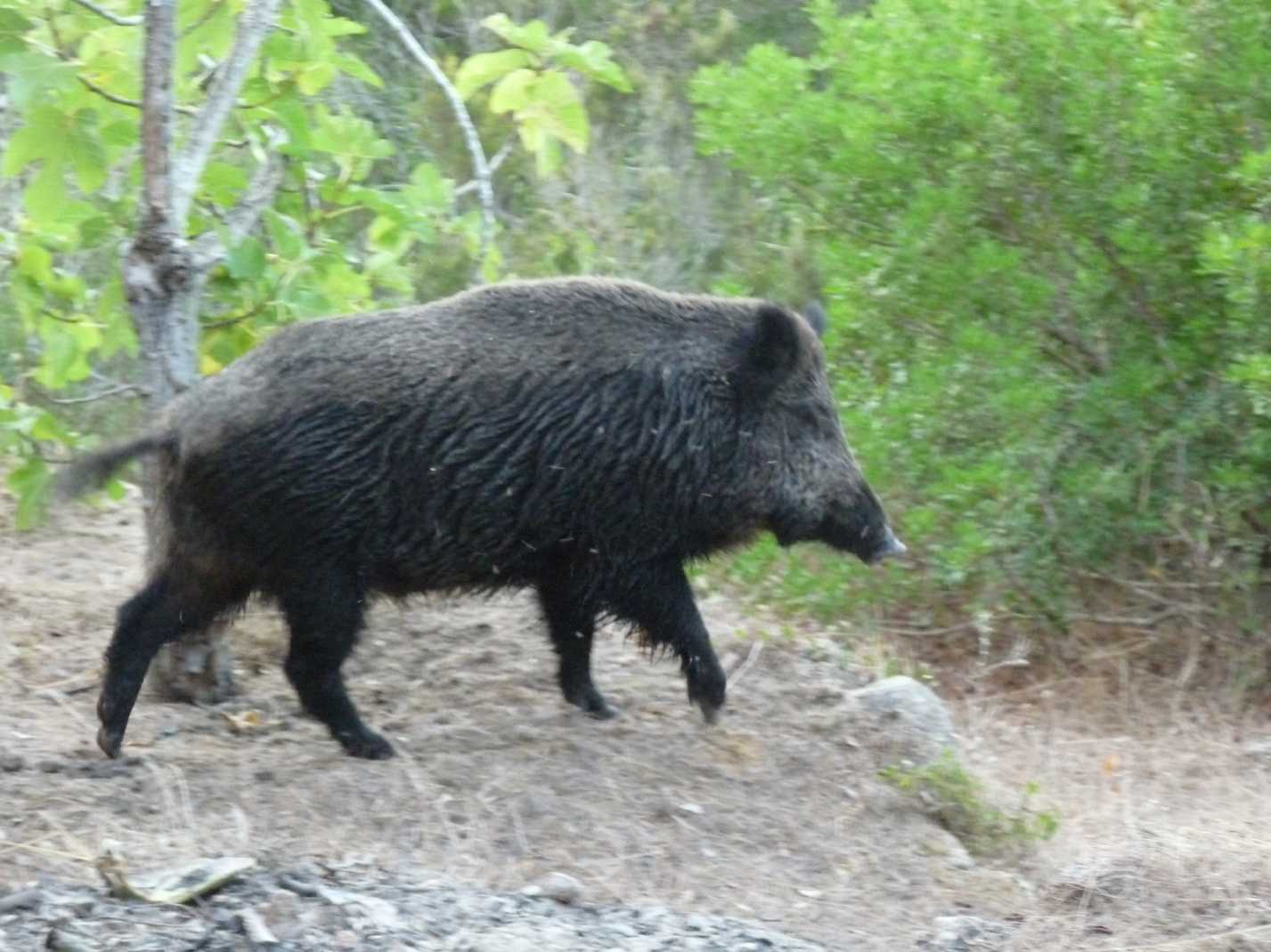 Il cinghiale: problema o risorsa?